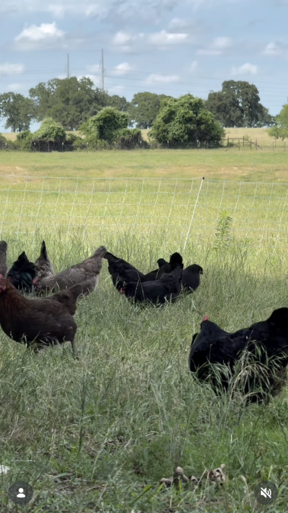 A group of chickens, mostly black and brown, roam and graze in a grassy field enclosed by a wire fence—a peaceful scene reflecting modern agriculture—with trees and a blue sky in the background.
